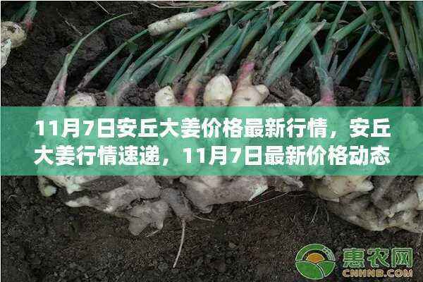 11月7日安丘大姜价格最新动态,行情速递与市场分析