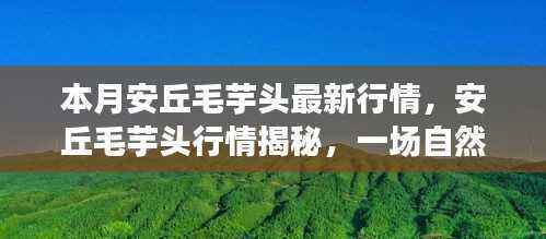 安丘毛芋头最新行情揭秘，自然美景下的治愈之旅