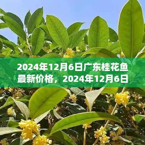 广东桂花鱼最新价格行情,市场走势与选购指南(2024年12月6日)
