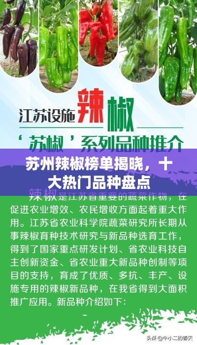 苏州辣椒榜单揭晓,十大热门品种盘点