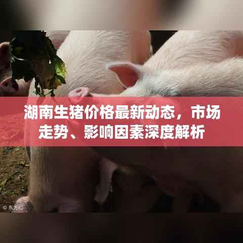湖南生猪价格最新动态,市场走势、影响因素深度解析