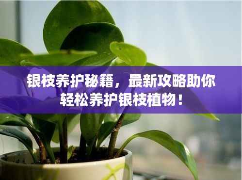 银枝养护秘籍,最新攻略助你轻松养护银枝植物!