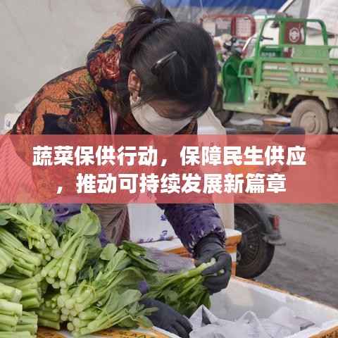 蔬菜保供行动,保障民生供应,推动可持续发展新篇章