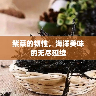 紫菜的韧性,海洋美味的无尽延续