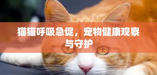 猫猫呼吸急促,宠物健康观察与守护